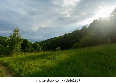 Forest glade with cloudy sky