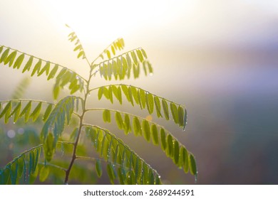forest glade in dense mist in light of rising sun, early morning outdoor landscape