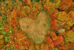 Forest Glade In The Form Of A Heart. A Bird's Eye View Photo Of The Autumn Forest With A Drone.Conceptual Landscape
