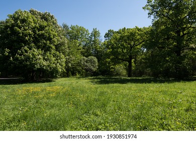 Forest Glade On A Sunny Summer Day.