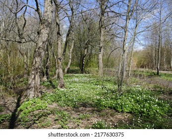 forest glade strewn with wild flowers anemone primroses, beautiful spring landscape warm sunny weather