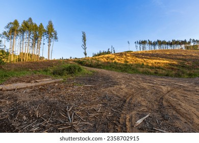 a forest glade with tree stumps on the hillside and a couple of mature spruces standing on the top in the beautiful setting sun. - Powered by Shutterstock