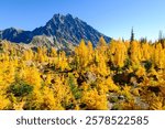 A Forest of Golden Larch Trees on The Lake Ingalls Trail Near Mount Stuart in Washington