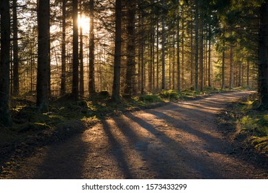 Forest with golden light in Sweden