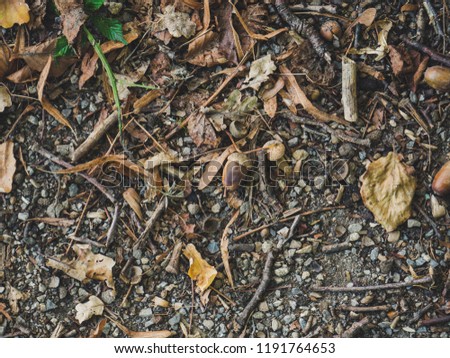 Forest gound in early fall. A Hazelnut is in the center.