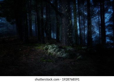 A forest in Gran Canaria, Spain with tall trees during nighttime