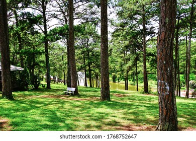Forest and Grass in the Park.