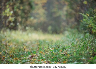 forest, grass, space, background