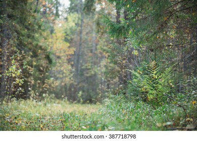 forest, grass, space, background