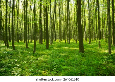 Similar Images, Stock Photos & Vectors of Trees in a forest - 88425130