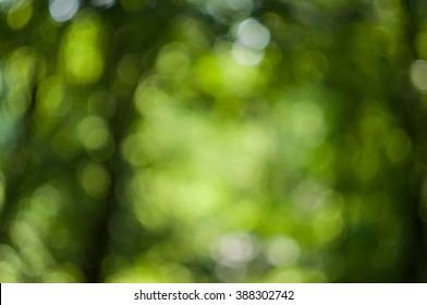 Forest Green Background, Blur