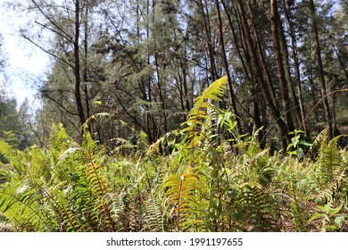 Forest Green In Coney Island Singapore Ferns 