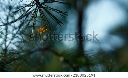 Similar – Image, Stock Photo green branches of needles on a white background