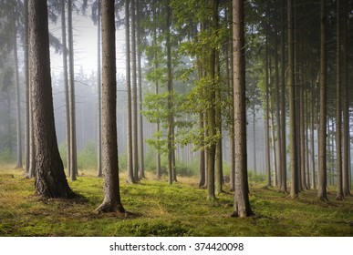 16,439 Enchanted Forest Fairy Images, Stock Photos & Vectors | Shutterstock