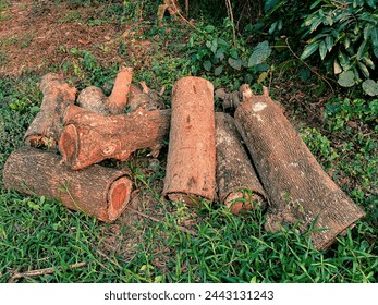 Forest, Greenary, Trees, STACK OF LOGS IN FOREST