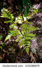 Forest Greenery In Kawartha Highlands Provincial Park