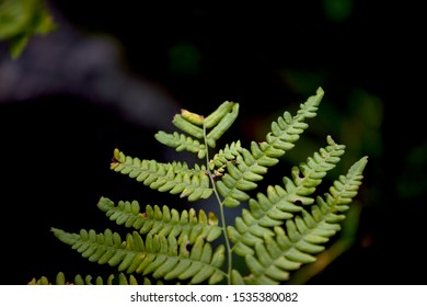 Forest Greenery In Kawartha Highlands Provincial Park