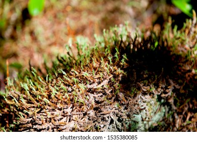 Forest Greenery In Kawartha Highlands Provincial Park