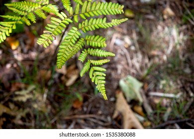 Forest Greenery In Kawartha Highlands Provincial Park