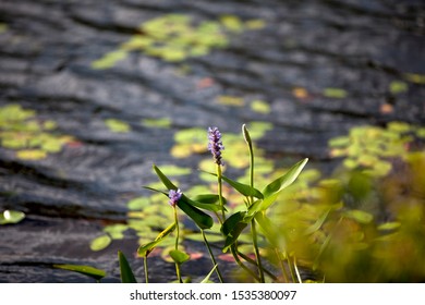 Forest Greenery In Kawartha Highlands Provincial Park