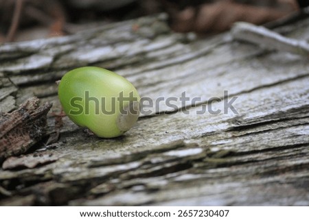 Forest ground backrop with a acorn