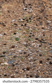 Forest ground covered with pine cones and dry needles – natural woodland texture
