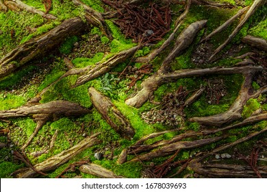 Forest Ground. Moss And Roots At Forest Floor.