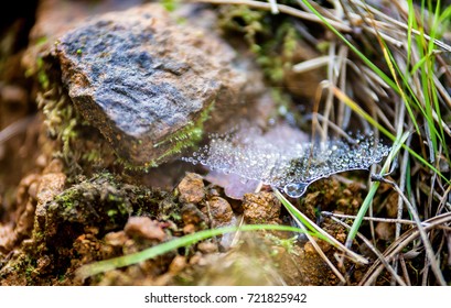 Forest ground with spider web close up, ecology nature macro with small depth of field