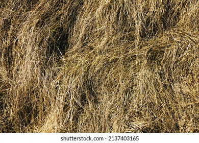 Forest Ground Texture. Dry Grass Background. Earth Environment Backdrop. Tree Forest Plant Litter Pattern.