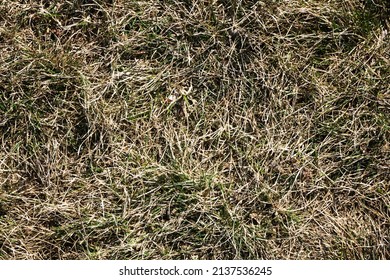 Forest Ground Texture. Dry Grass Background. Earth Environment Backdrop. Tree Forest Plant Litter Pattern.