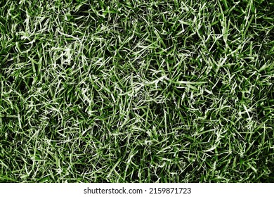 Forest Ground Texture. Green Grass Earth Environment Background. Tree Forest Plant Litter Pattern. Green Grass Top View Texture. Home Lawn Background. Garden Natural Path Pattern.