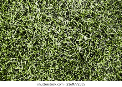 Forest Ground Texture. Green Grass Earth Environment Background. Tree Forest Plant Litter Pattern. Green Grass Top View Texture. Home Lawn Background. Garden Natural Path Pattern.