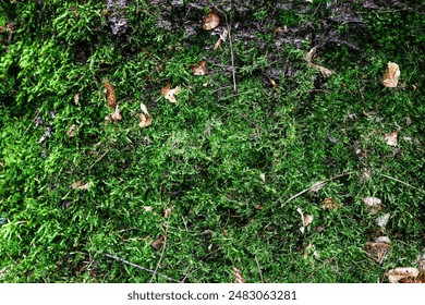 Forest ground texture with moss and branches found in a european forest
