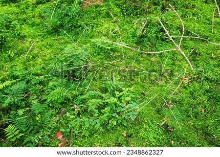 Forest ground texture with moss and branches found in a european forest