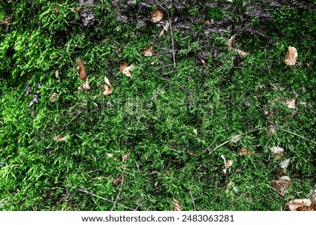 Forest ground texture with moss and branches found in a european forest