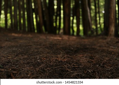 Forest Ground And Wooden Planks