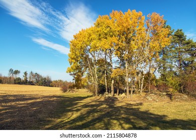 forest grove of Populus tremula,  called as common aspen, Eurasian aspen, European aspen, or quaking aspen, autumnal landscape view - Shutterstock ID 2115804878