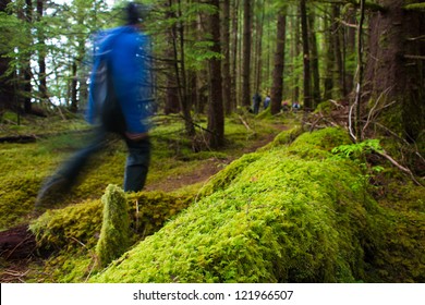 Forest Of Haida Gwaii