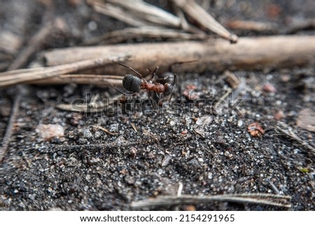 A forest hairy red-cheeked ant (Formica lugubris) in the forest in spring in Europe