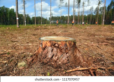 Forest Harvesting, Pine Stump In The Foreground