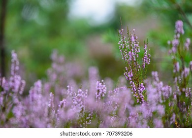 forest heather flowers and blossoms in spring blooming in natural environment. blur background - Shutterstock ID 707393206