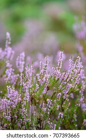 forest heather flowers and blossoms in spring blooming in natural environment. blur background - Shutterstock ID 707393665