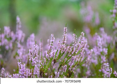forest heather flowers and blossoms in spring blooming in natural environment. blur background - Shutterstock ID 707393698