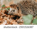 Forest hedgehog in brown leaves in the autumn forest. hedgehog muzzle close-up. Forest animals and inhabitants 