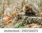 Forest hedgehog on a stump in the forest.Prickly gray hedgehog, rosehip berries and autumn leaves on a blurred autumn forest background.hedgehog muzzle close-up. Forest animals and inhabitants 