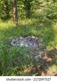 in the forest at the height of summer