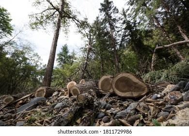 Forest In High Altitude Mountain