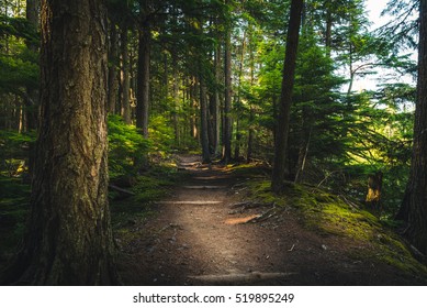 Forest Hiking Path.