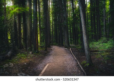 Forest Hiking Trail.