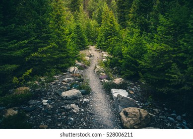 Forest hiking trail.